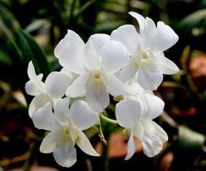 Dendrobium rhodosticum wypuszcza małe młode pędy [Porada eksperta]