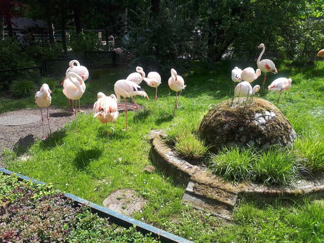 Krakowskie ZOO wznowiło działanie i zaprasza do odwiedzin