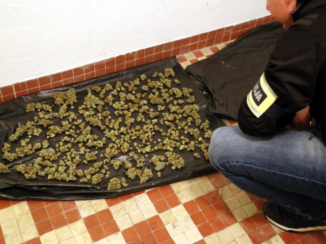 Kolejna plantacja marihuany zlikwidowana przez policjantów