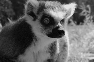 Poznańskie zoo przekazało smutną wiadomość. Odszedł lemur Golo 