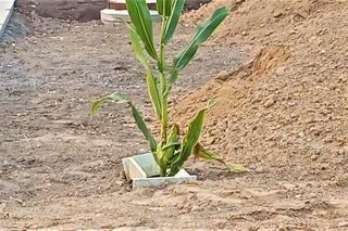 W centrum Szczecina wyrosła dorodna... kukurydza!