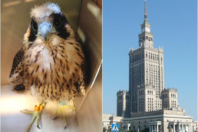 Warszawa. Varso żyje! Młody sokół z Pałacu Kultury odnaleziony
