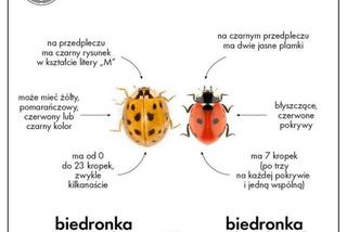 Inwazja biedronek azjatyckich. Jak wyglądają? Jak pozbyć się ich z domu? 