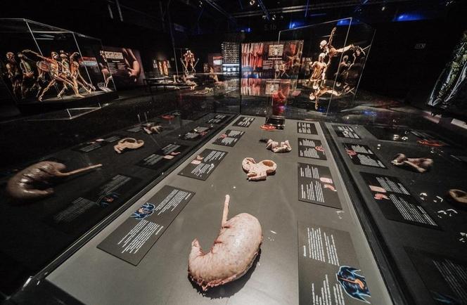 Kontrowersyjna wystawa Body Worlds wraca do Katowic. Zobaczymy ją w galerii Szyb Wilson