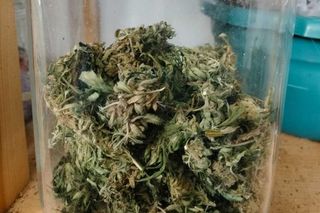 Areszt za uprawę marihuany. 