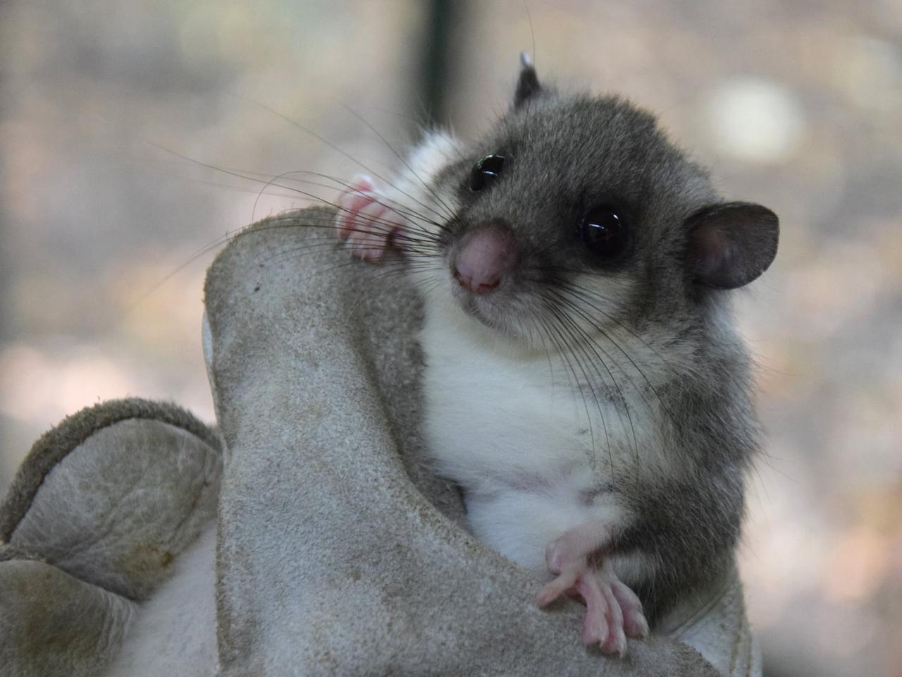 Poznańskie Zoo zasila populację kolejnego gatunku. Na wolność trafiły popielice