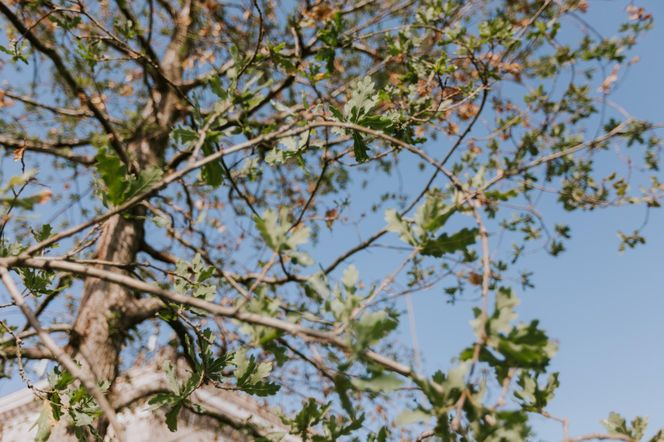 10 tys. zł dla WOŚP za drzewko na pl. Centralnym. Wyjątkowy gest pracowników firmy Balzola