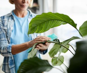 Wcieram w liście kwiatów doniczkowych. Lśnią przez wiele dni i wyglądają jak z magazynu ogrodniczego. Naturalny nabłyszczacz do liści 