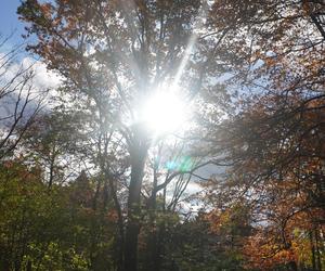 Park Wilsona jesienią