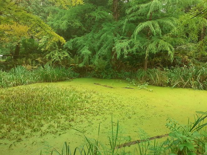 Arboretum Bolestraszyce