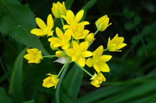 Czosnek południowy = złocisty - Allium moly