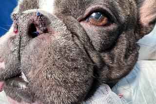 Buldog francuski poprawił sobie nos [GALERIA] 