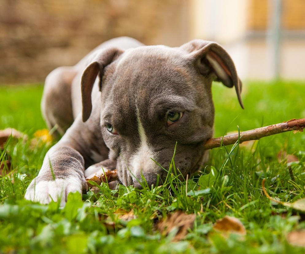 amstaff