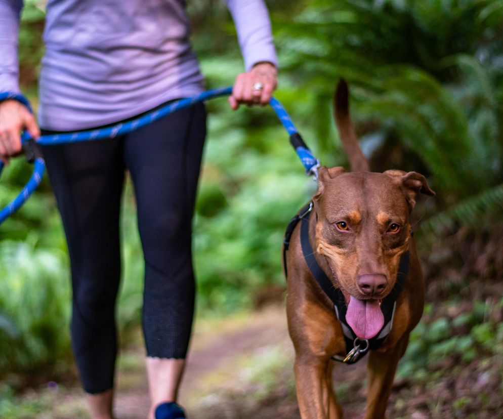 Doustna tabletka przeciwko kleszczom? Lekarze sprawdzili, jak lek weterynaryjny działa na ludzi 