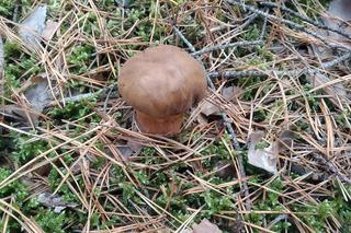 Zobaczcie jakie grzyby można znaleźć w lasach w pobliżu Gorzowa. 