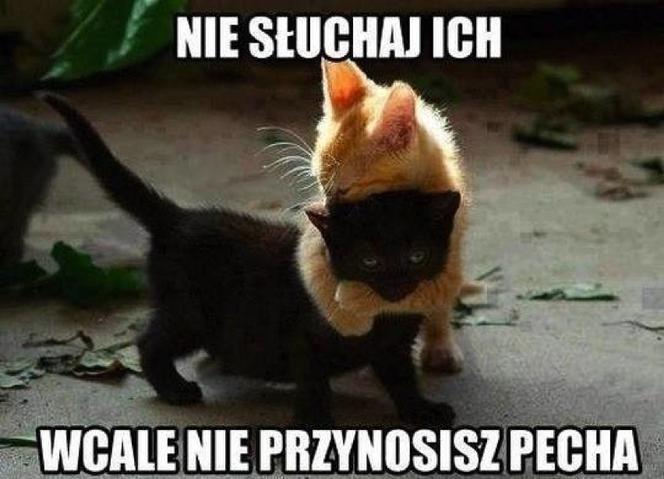 Światowy Dzień Kota 2022. Zobacz najśmieszniejsze obrazki i MEMY z kotami! 