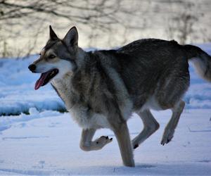 W Karpatach można spotkać wilczaka. Czy stanowi zagrożenie dla populacji wilków?
