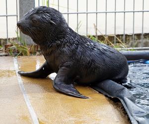 W ZOO Wrocław na świat przyszedł prawdziwy MODEL! Zobaczcie, jak pozuje młodziutki kotik