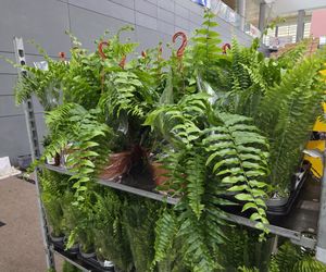 Festiwal Roślin znów zachwycił bydgoszczan! Setki gatunków i wyjątkowa atmosfera