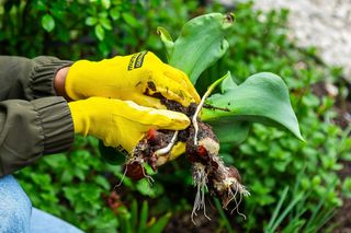Posadź te kwiaty we wrześniu w swoim ogrodzie. Kaskada kwiatów i kolorów, gdziekolwiek się rozejrzysz