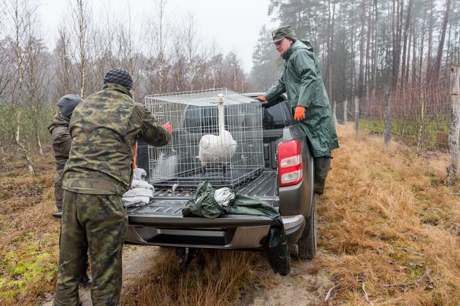 Leśnicy z Okonka uratowali łabędzia krzykliwego