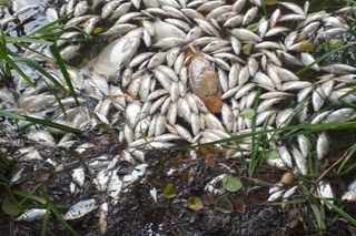 Śnięte ryby w Jeziorze Budzieszowskim