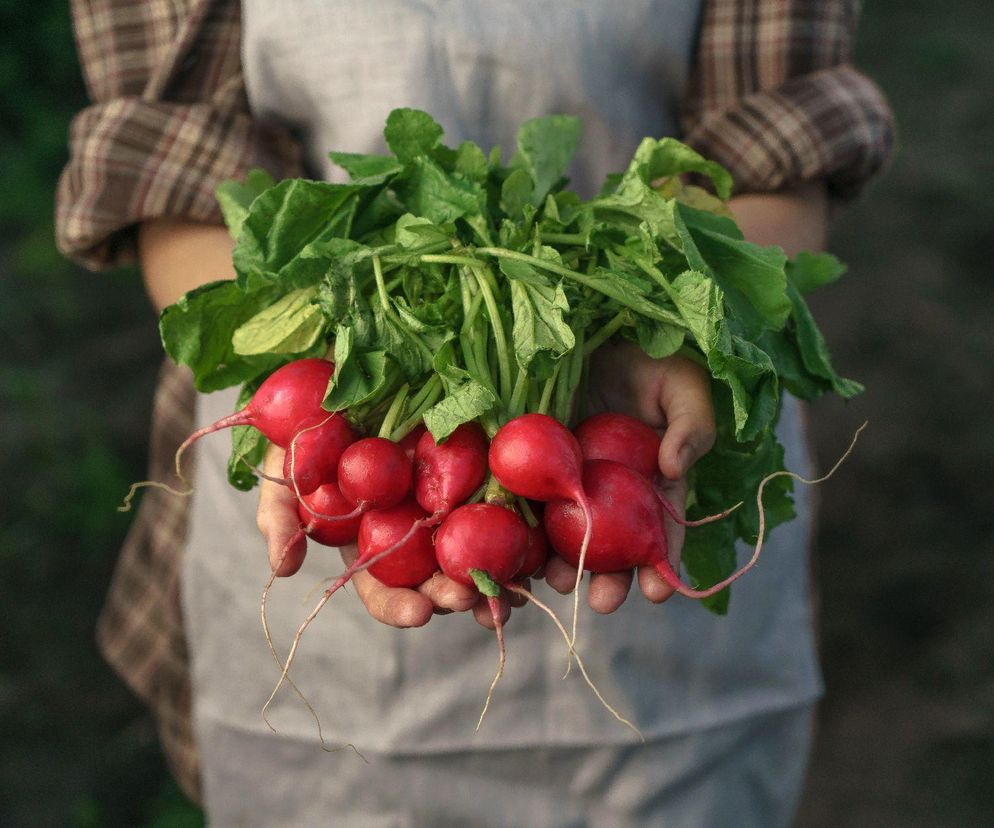 liście rzodkiewki