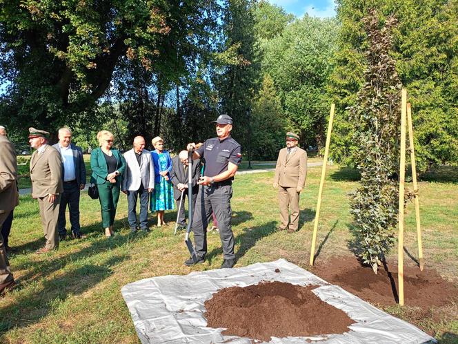 Trzy młode buki purpurowe na Skwerze Leśników Polskich wspólnie zasadzili pracownicy Nadleśnictwa Siedlce i Lasów Państwowych, władze miasta Siedlce i radni.