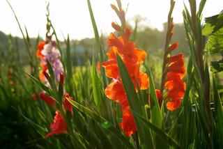 Mieczyk ogrodowy - Gladiolus × hybridus