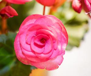 Begonia bulwiasta