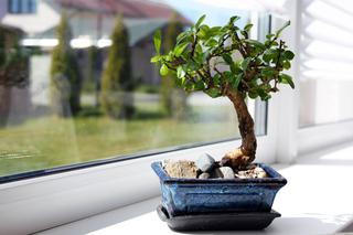 Pielęgnacja drzewka bonsai w domu - gdzie ustawić bonsai w domu i jak o nie dbać?