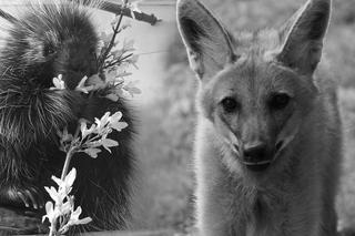 Stołeczne zoo: Straciliśmy dwóch wspaniałych podopiecznych