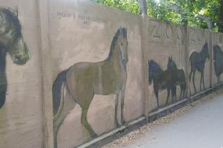 Malarz sam odnawia mural na ogrodzeniu wrocławskiego zoo