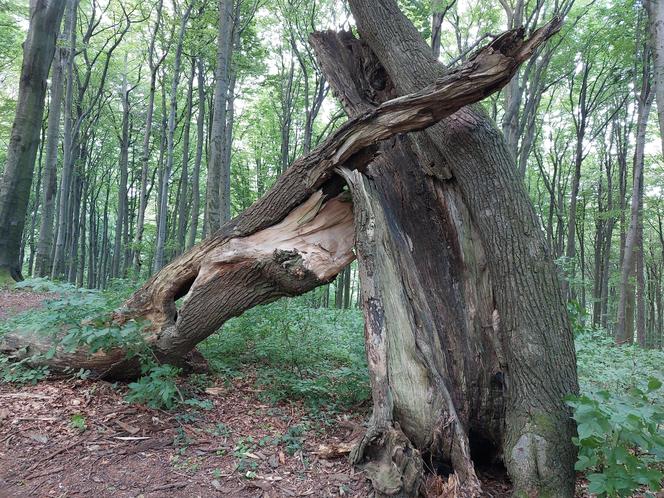 Góra Chełm w powiecie strzyżowskim na Podkarpaciu [GALERIA]