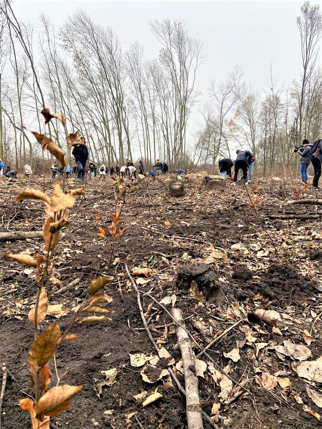 Posadzili prawie 3 tysiące drzew w Krakowie. Zniszczone uroczysko wraca do życia