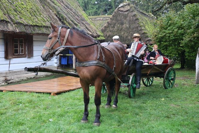 Tak ongiś siekano kapustę w woj. lubelskim. „Obieraczki kapuściane” w Muzeum Wsi Lubelskiej