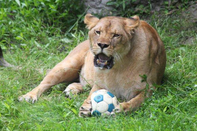 Zabawki dla zwierzaków w zoo