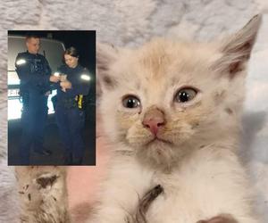 Znalazł go w śmietniku i przekazał policjantom. Bezdomny uratował życie małego kotka