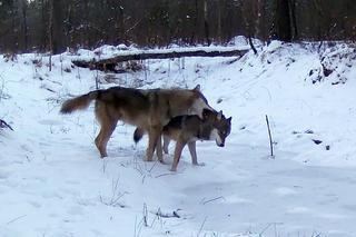 Wilki bawią się beztrosko w lesie pod Częstochową