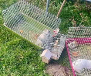 Dzielnicowa z Ostrowa Lubelskiego uratowała sześć zwierząt z płonącego domu