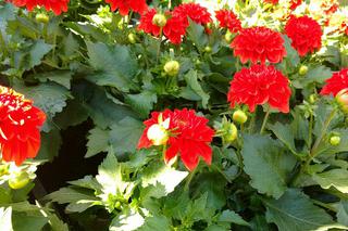 Chorzów: Kwiaty, zioła i dodatki do ogrodu. W Parku Śląskim trwa Święto Kwiatów [ZDJĘCIA]