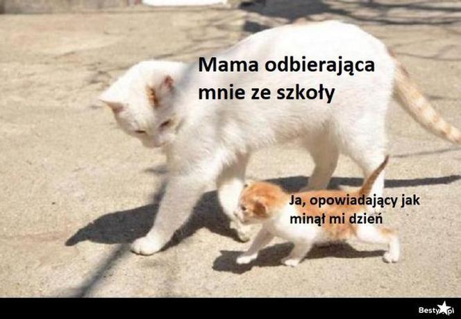 Memy o szkole 2020. Nauka u dobie koronawirusa. Żarty z nowej sytuacji 