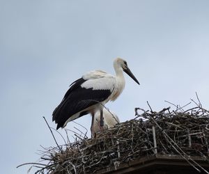 Pierwszy bocian przyleciał do Polski. Wylądował na Podkarpaciu