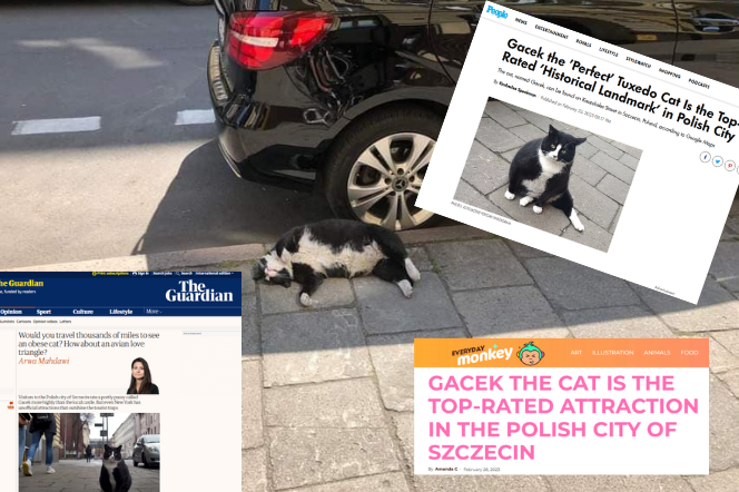 Kot Gacek i jego międzynarodowa sława. Internauci dzielą się zdjęciami