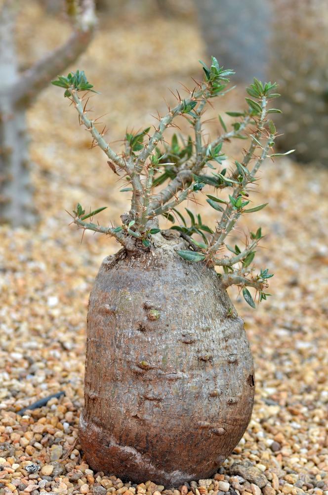 Fockea edulis