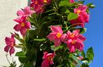 Dipladenia, mandevilla