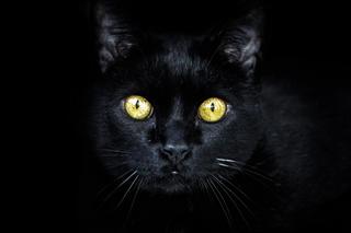 Czarny kot, pęknięte lustro... Ludzie naprawdę wierzą w te przesądy! Sprawdź, czy wiesz, co znaczą [QUIZ]