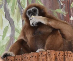 Zamojskie zoo zaprasza do udziału w konkursie 