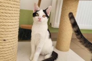 Kot Zipper w COZ w Grudziądzu