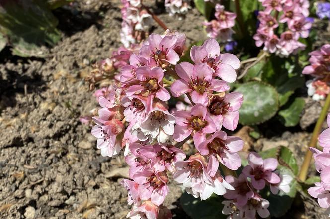 Bergenia orzęsiona - Bergenia ciliata